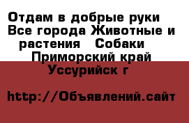 Отдам в добрые руки  - Все города Животные и растения » Собаки   . Приморский край,Уссурийск г.